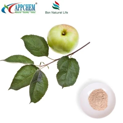 Apple ekstrè Phloretin Bulk Supply